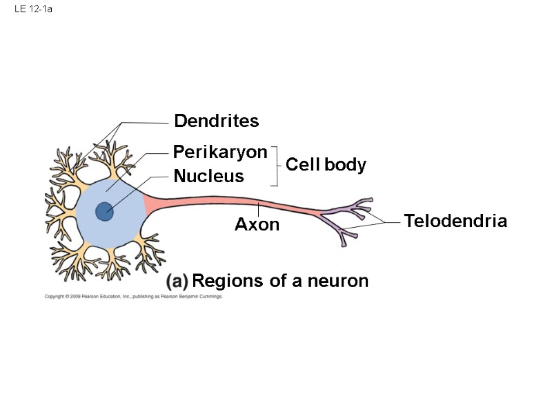 LE 12-1a Dendrites Perikaryon Nucleus Cell body Axon Telodendria Regions of a neuron
